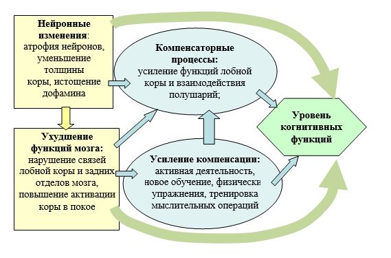 Модель морфологических изменений в нейронных системах мозга